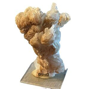 Beautiful Natural Coral Crystal Cluster Stone Mineral Sample Vintage Beach Reef